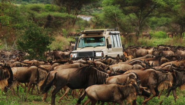 La Grande Migrazione nel Serengeti: di che cosa si tratta e quando vederla