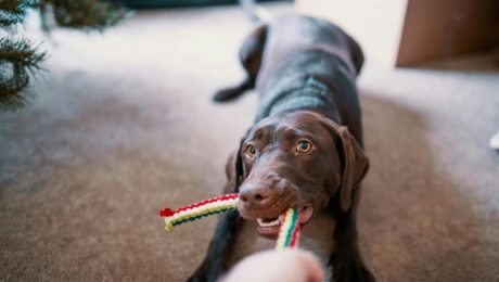 Vivere con un animale: diritti e doveri del proprietario