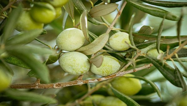 Dall'albero alla bottiglia: le tappe fondamentali per ottenere un olio extravergine puro 3 Dall’albero alla bottiglia: le tappe fondamentali per ottenere un olio extravergine puro